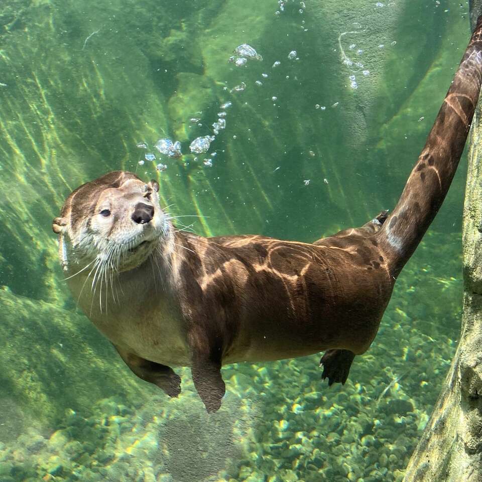 Cave of the Otters