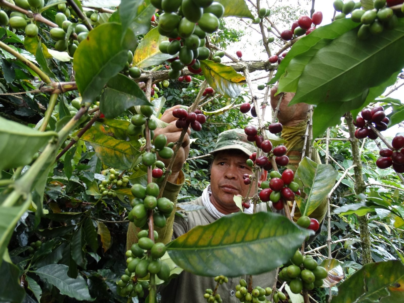 Your experience at Bogota Coffee Farm Tour