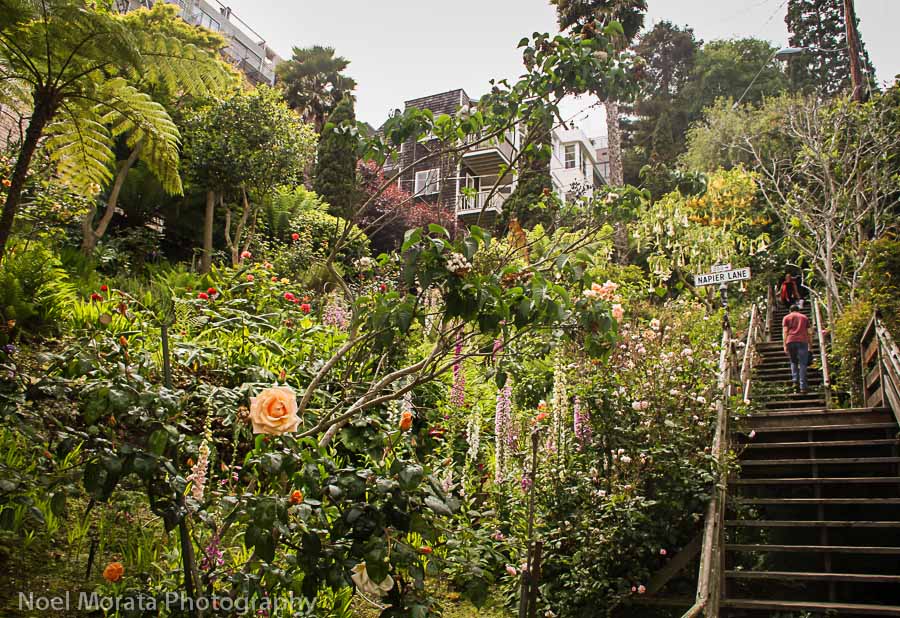 Filbert Steps