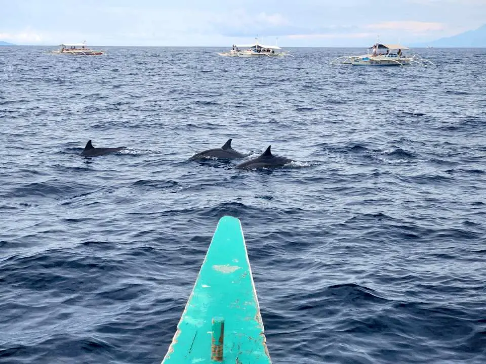 Dolphin Watching Bohol