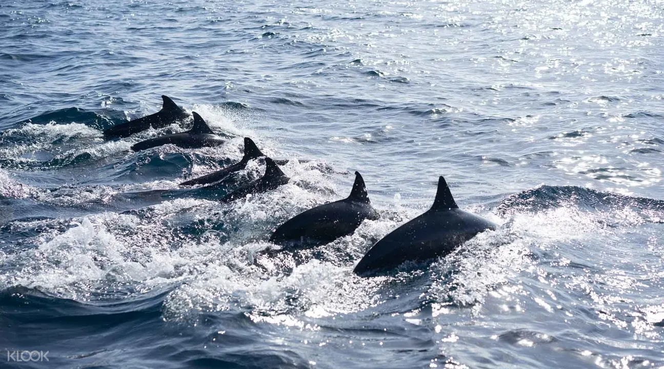 Dolphin Watching Bohol at Balicasag Island