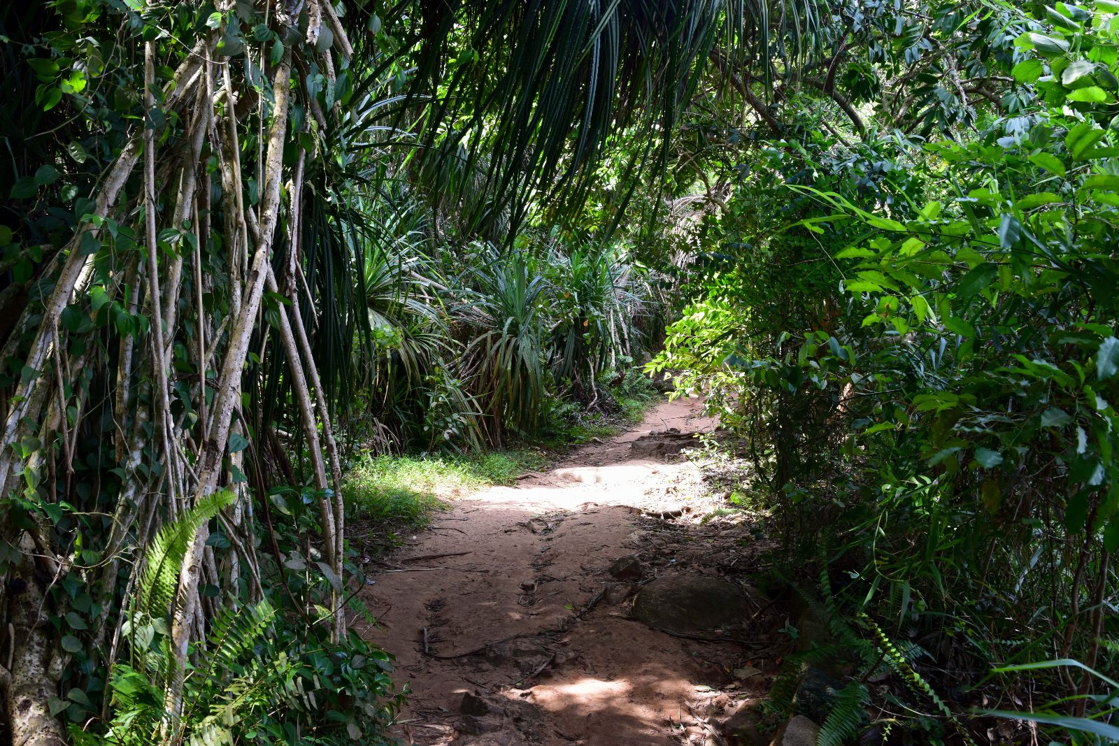 Jungle Trekking Path