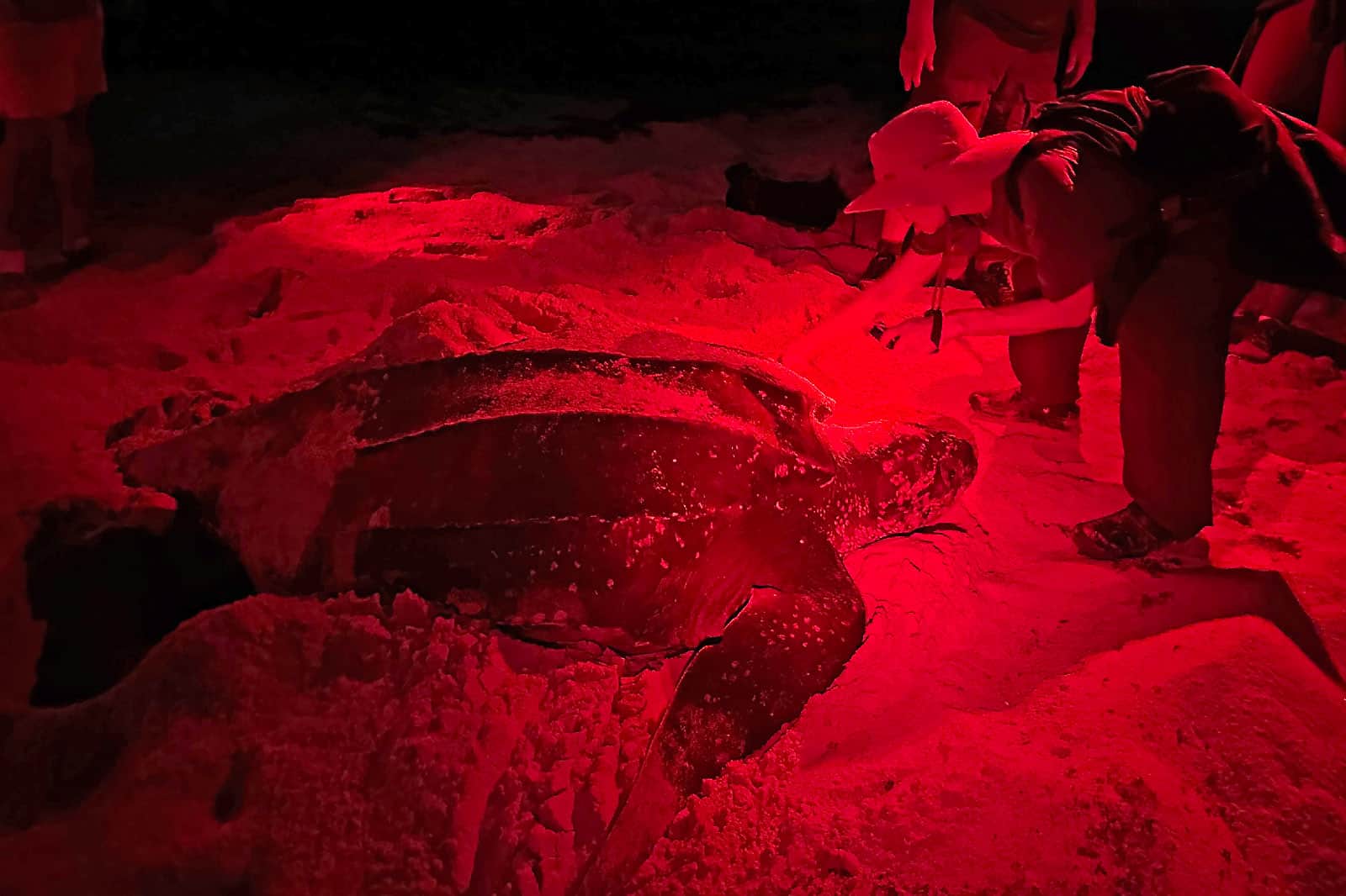 Your experience at Tamarindo Turtle Tours