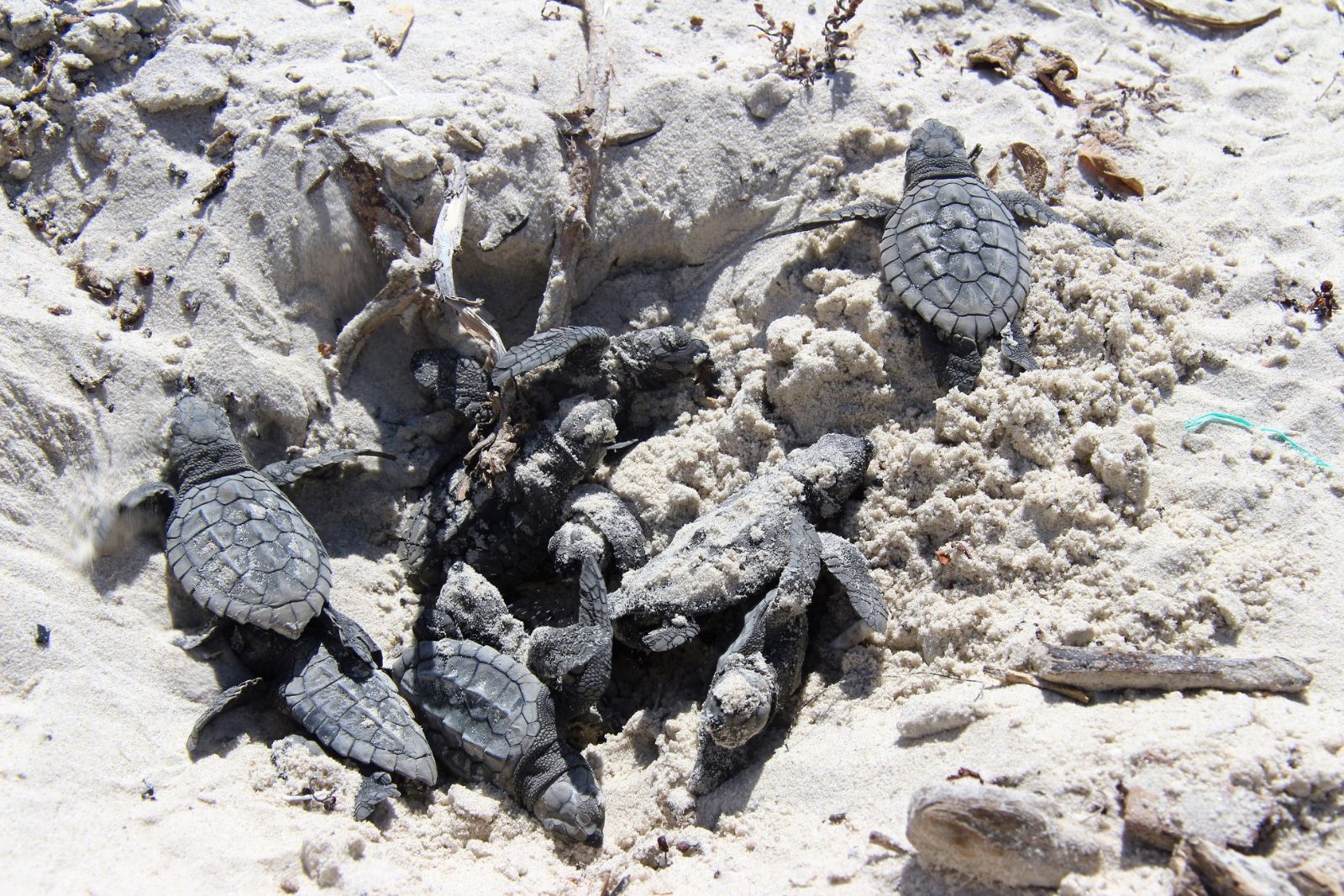 Nesting Observation