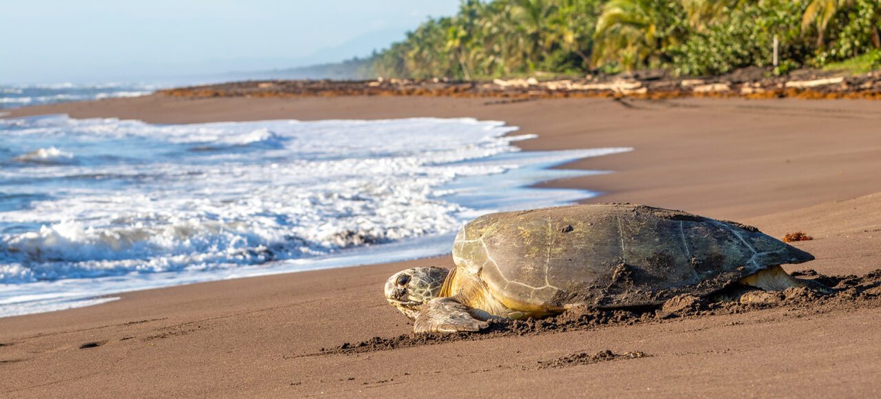 Tamarindo Turtle Tours