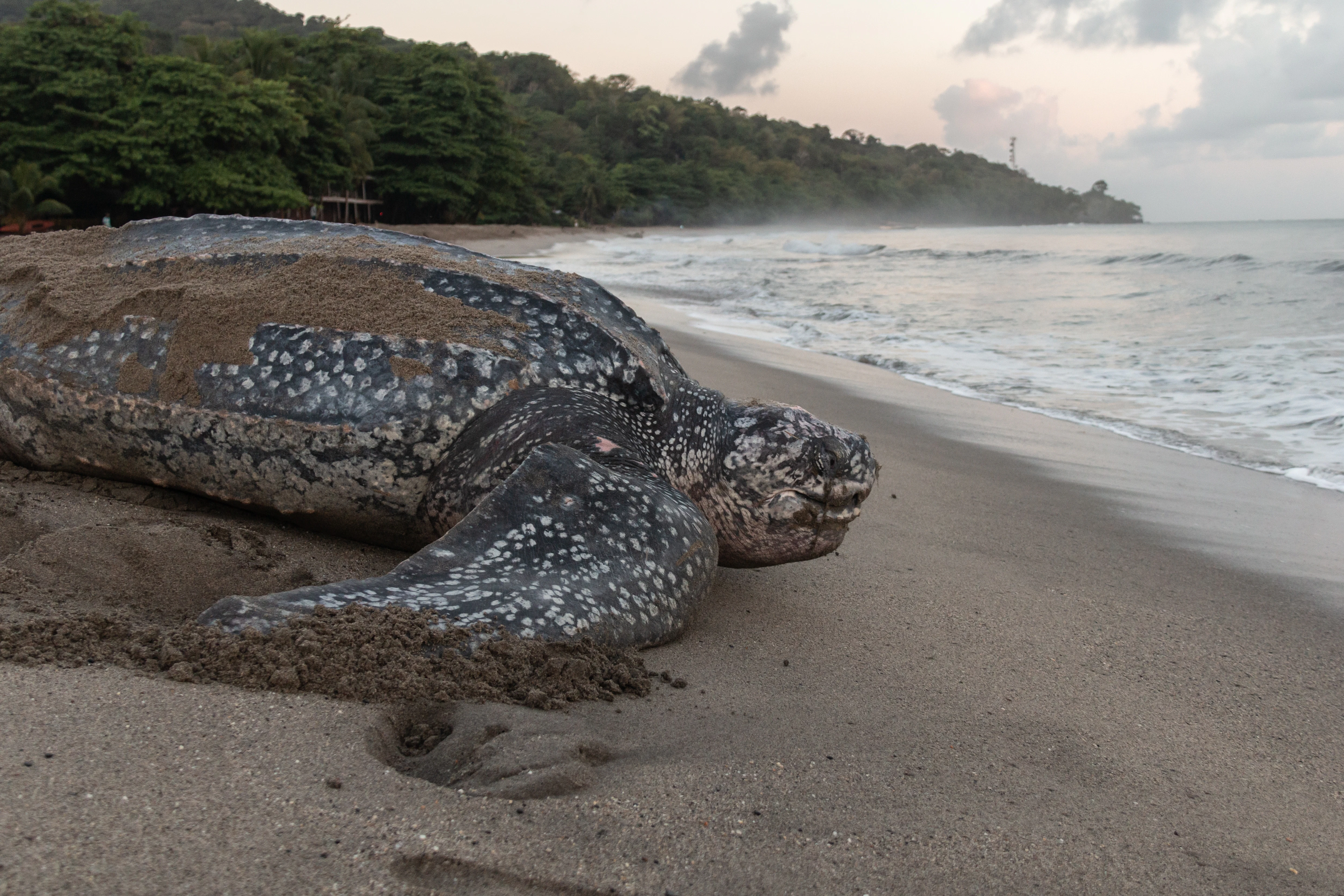 Tamarindo Turtle Tours: Witness Nesting Season