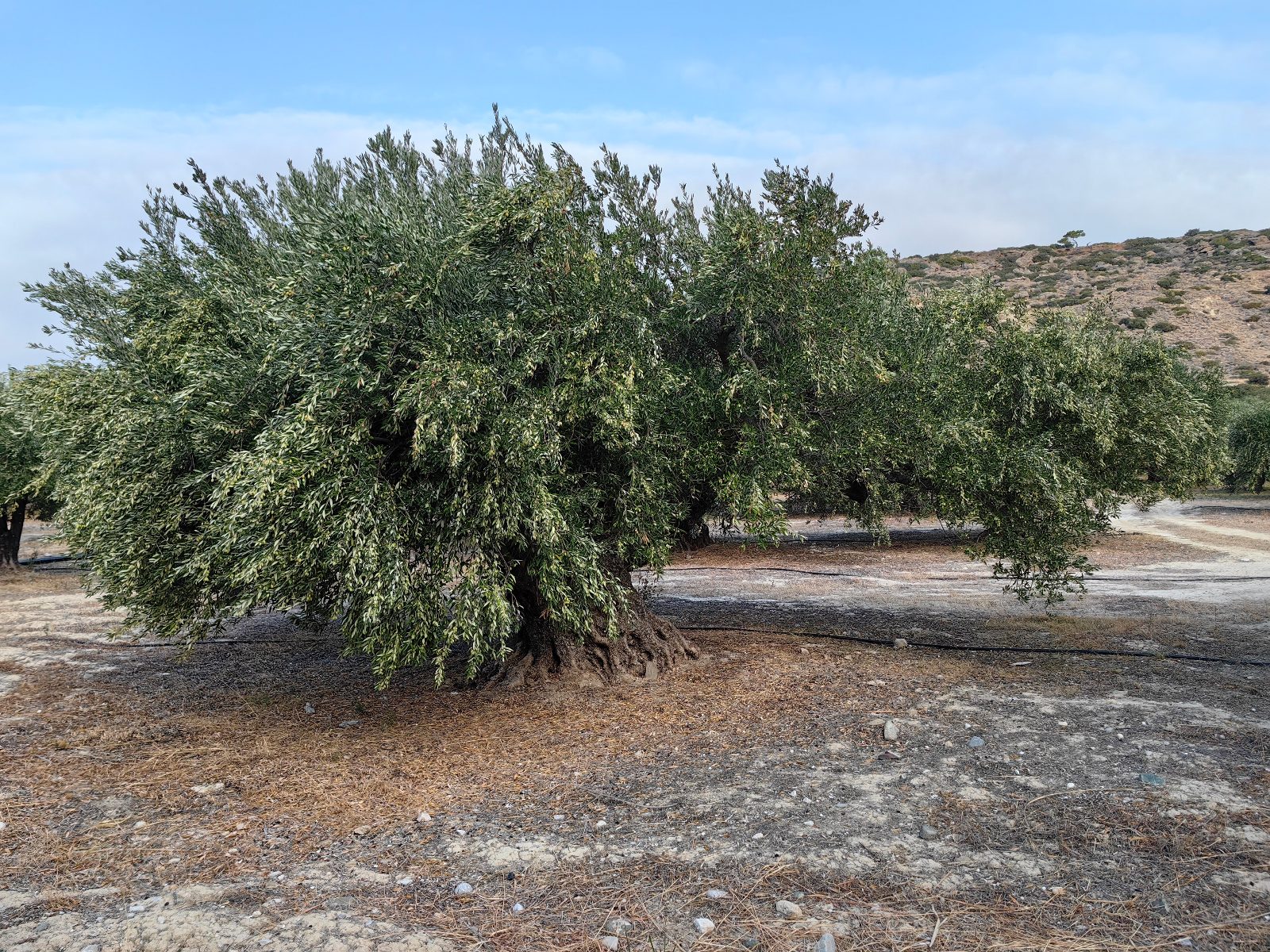 Olive Oil Tasting in Crete Experience