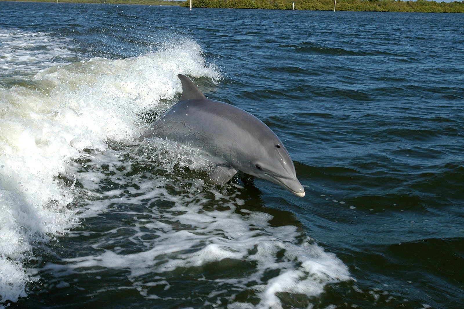 Your experience at Savannah Dolphin Cruise