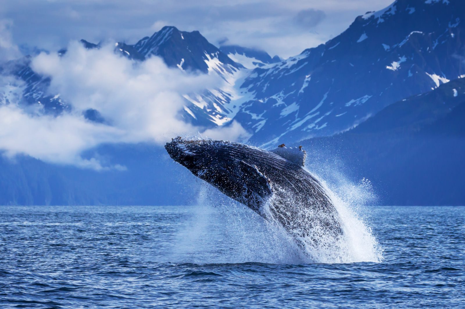 Your experience at Resurrection Bay Cruise