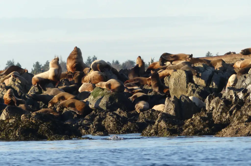 Steller Sea Lion Haulouts