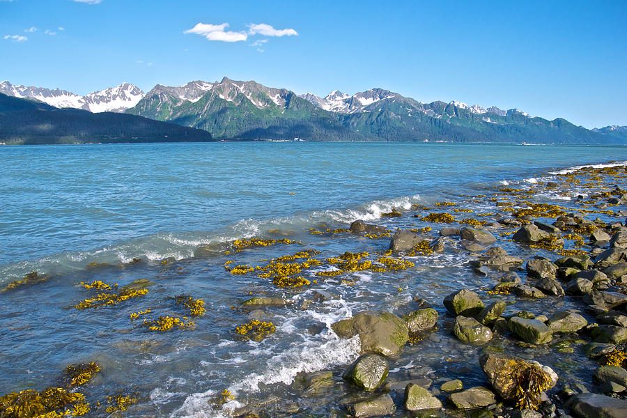 Resurrection Bay Cruise Wildlife & Glacier Tours