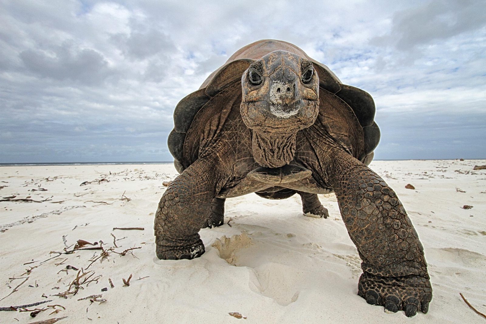 Giant Tortoise Sanctuary