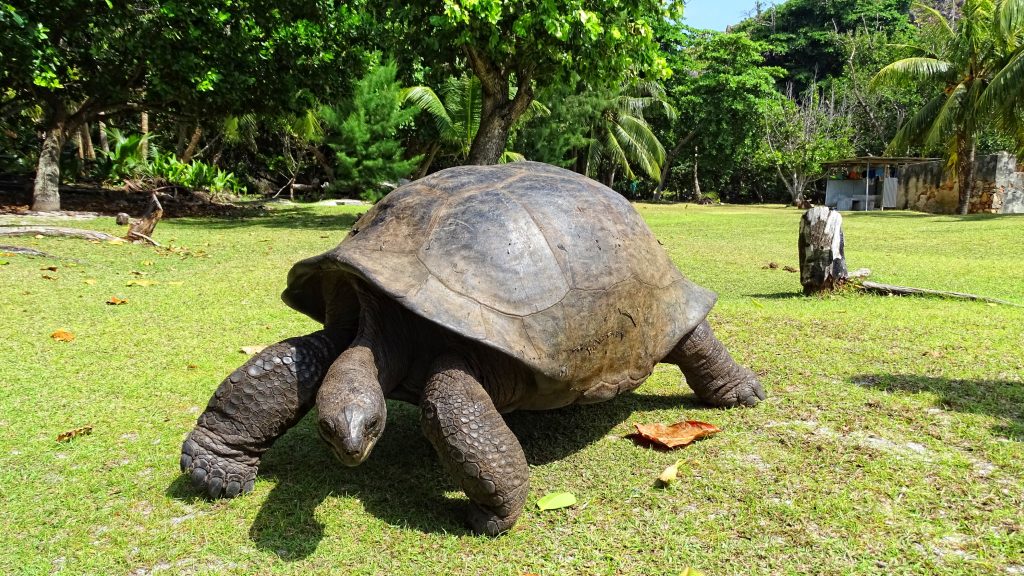 Tortoise Interaction