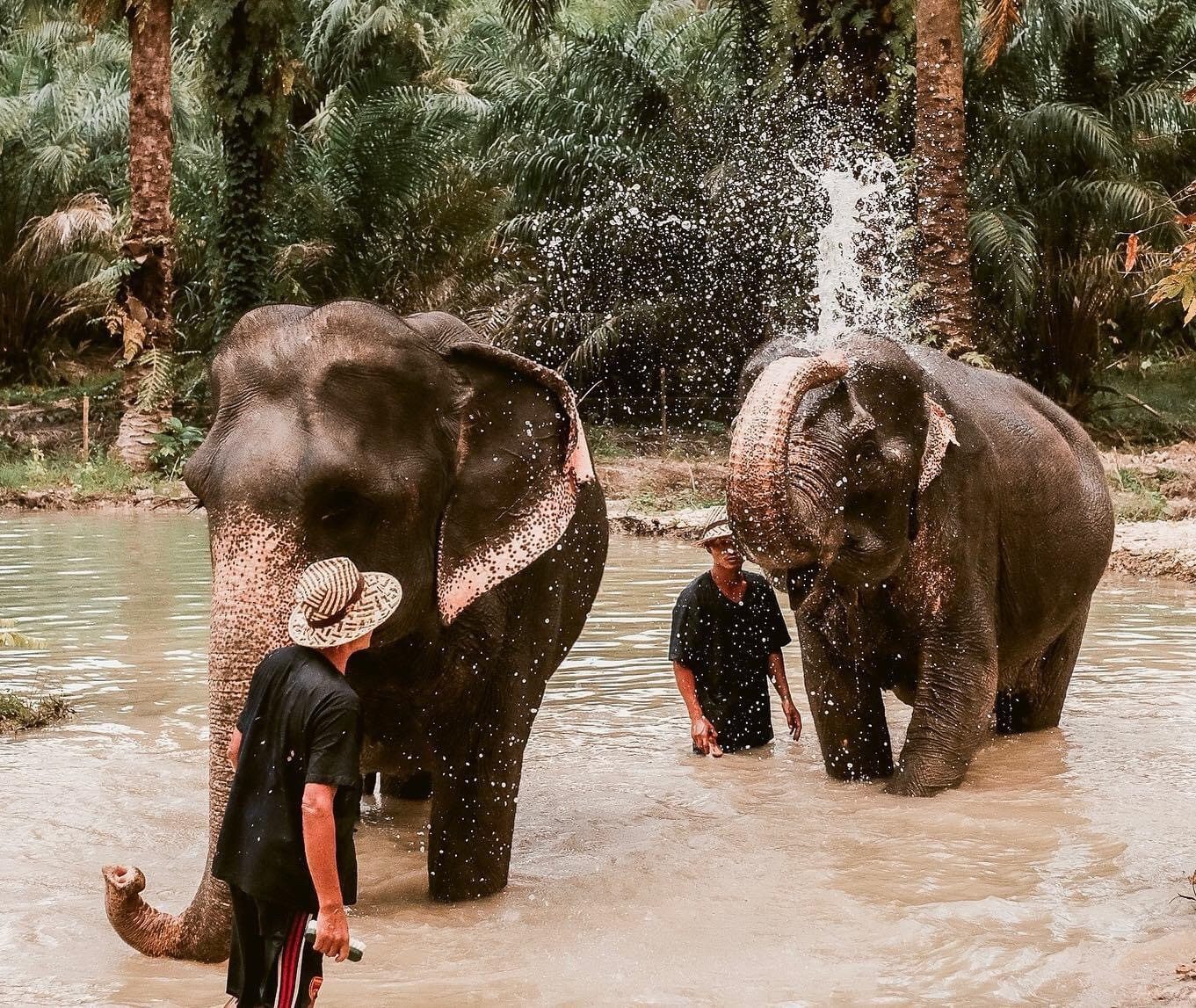 Elephant Bathing Krabi