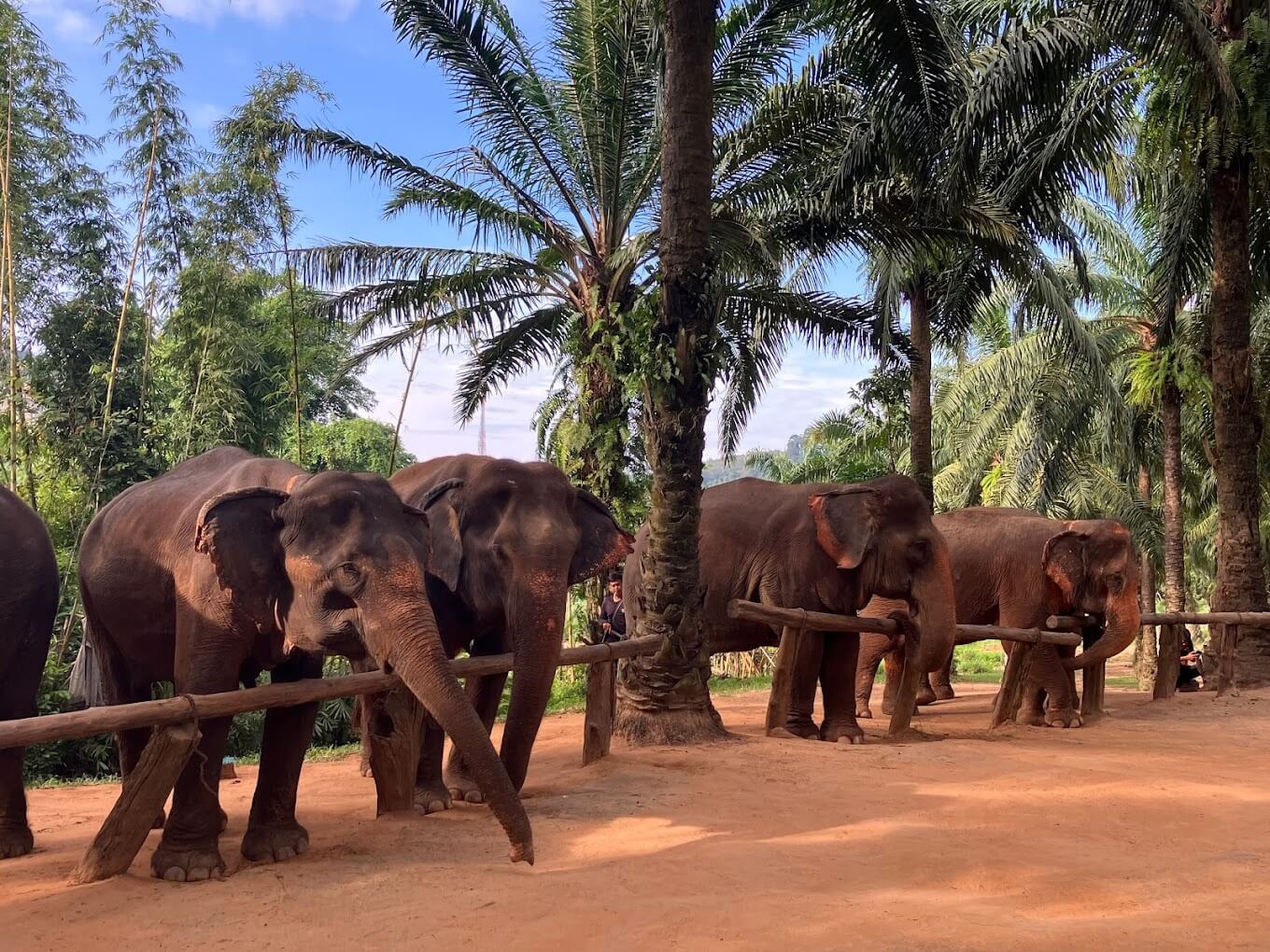 Elephant Bathing Krabi at Ethical Shelter