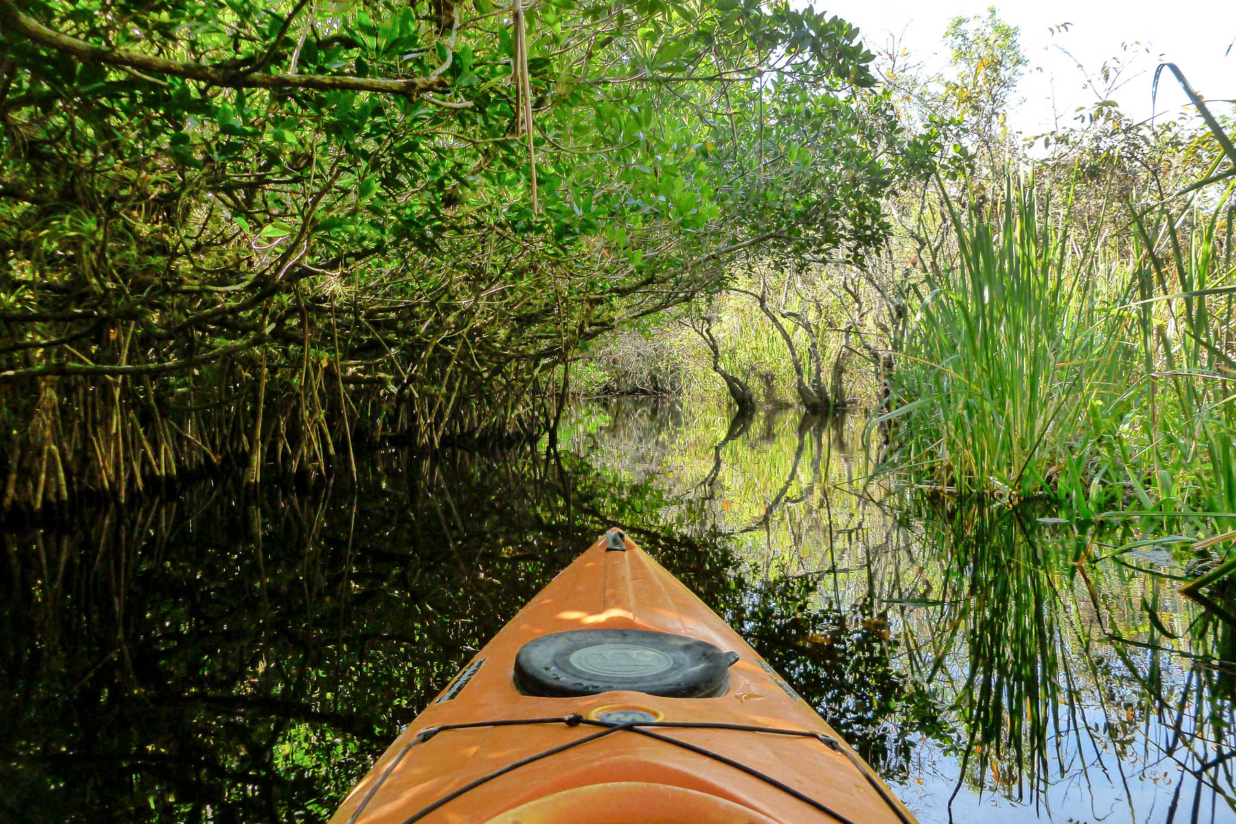 Your experience at Everglades Mangrove Tour