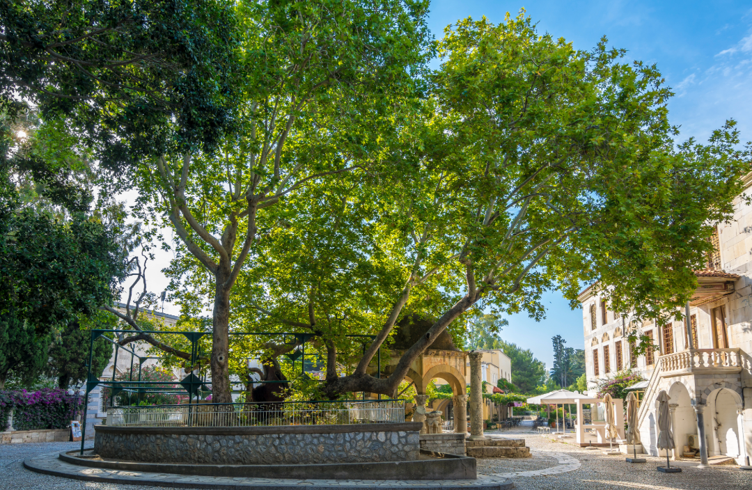 Plane Tree of Hippocrates