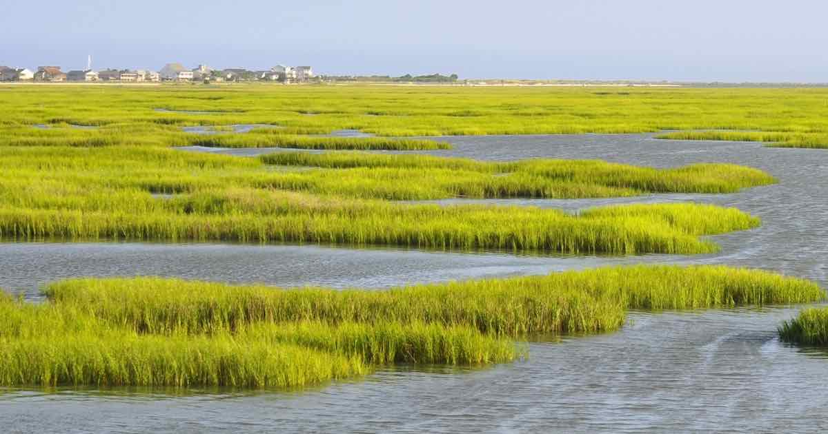 Saltwater Marsh Estuary