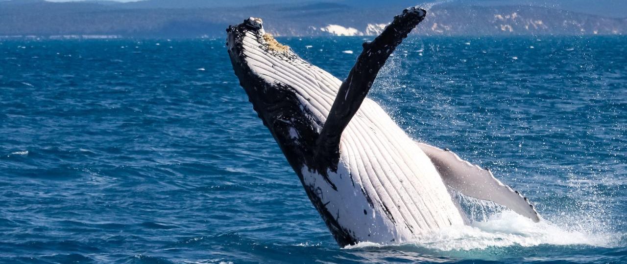 Albany Whale Watching