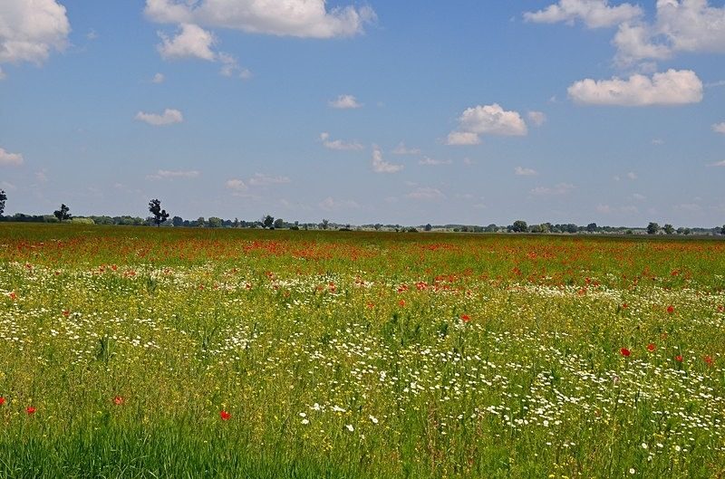Kiskunság Grasslands