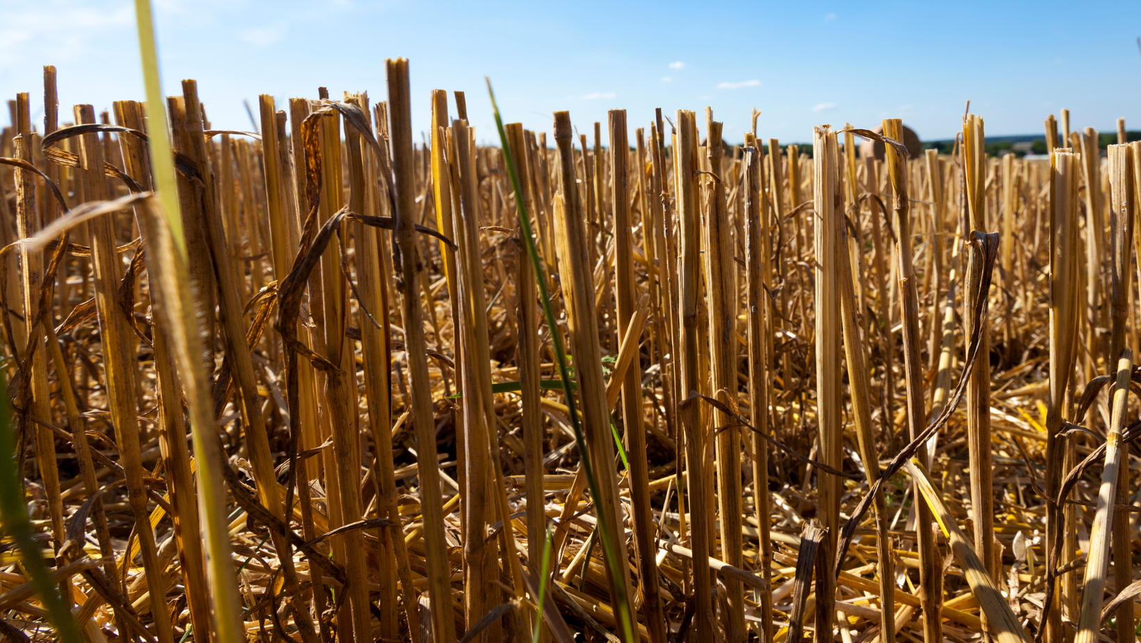 Wheat Straw Beds