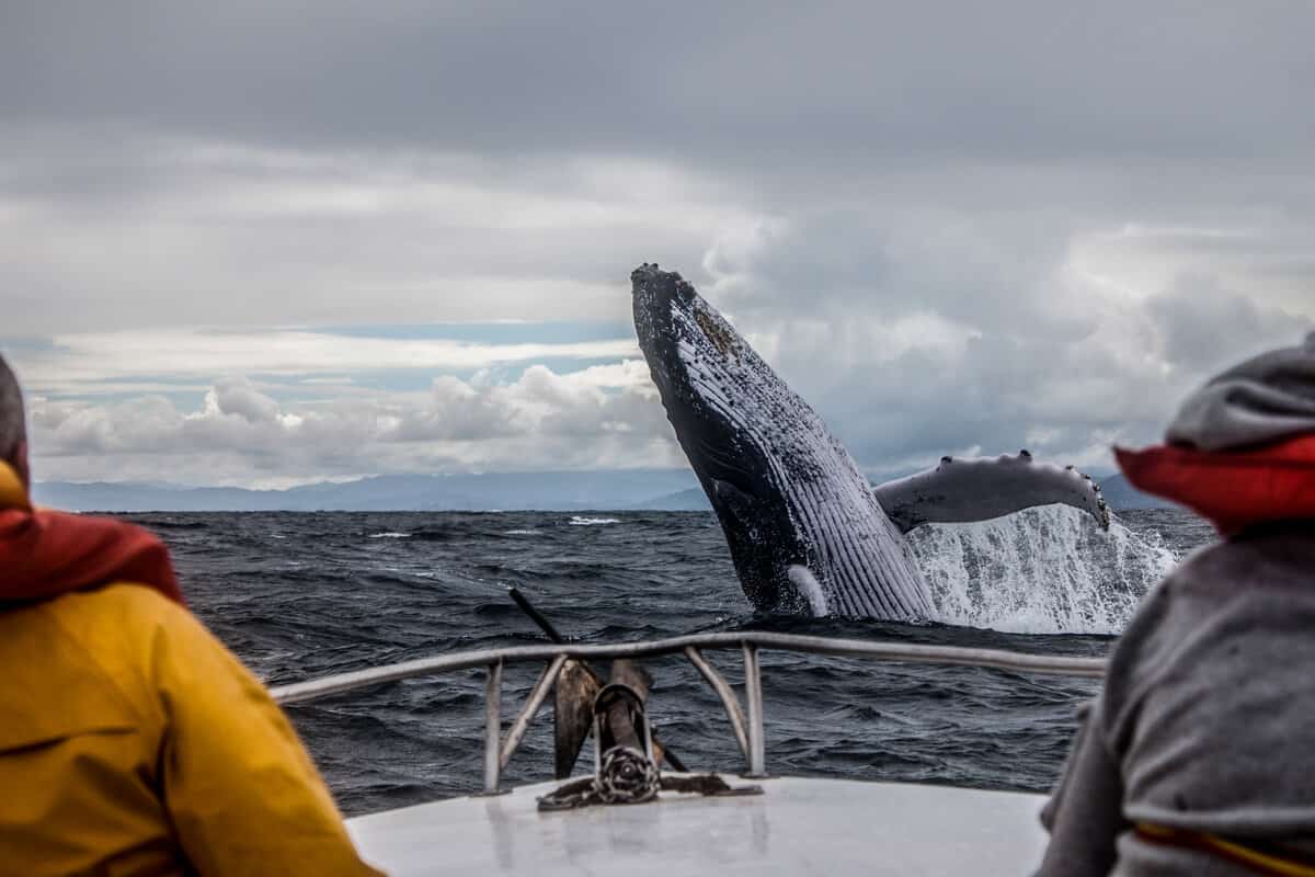 Your experience at Dalvik Whale Watching