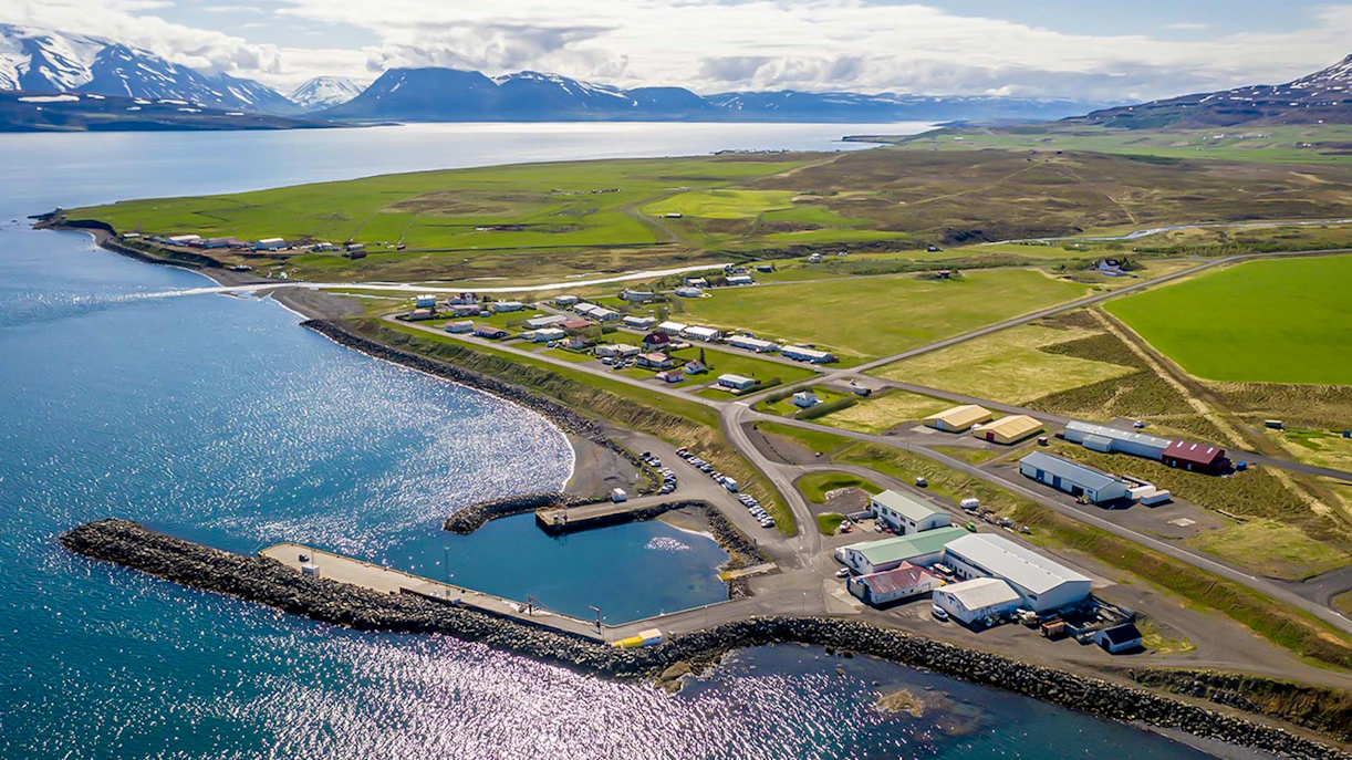 Dalvik Whale Watching in Eyjafjörður