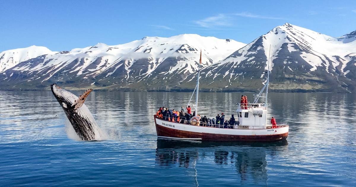 Dalvik Whale Watching