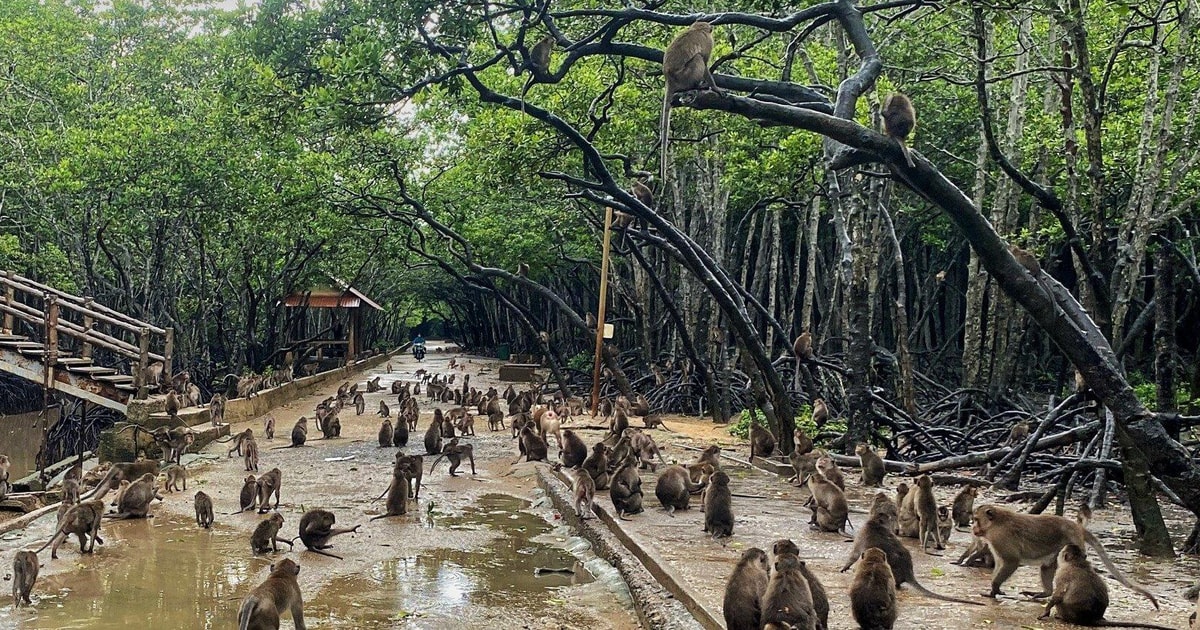 Monkey Sanctuary
