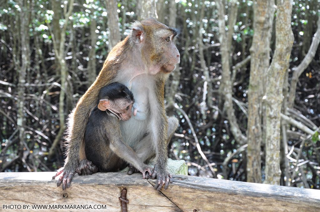 Your experience at Can Gio Monkey Island Tour