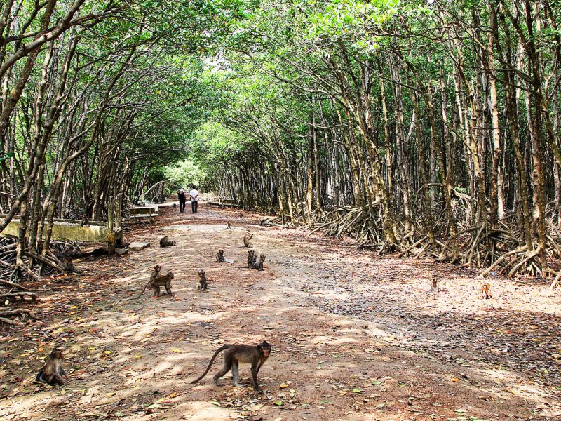 Can Gio Monkey Island Tour