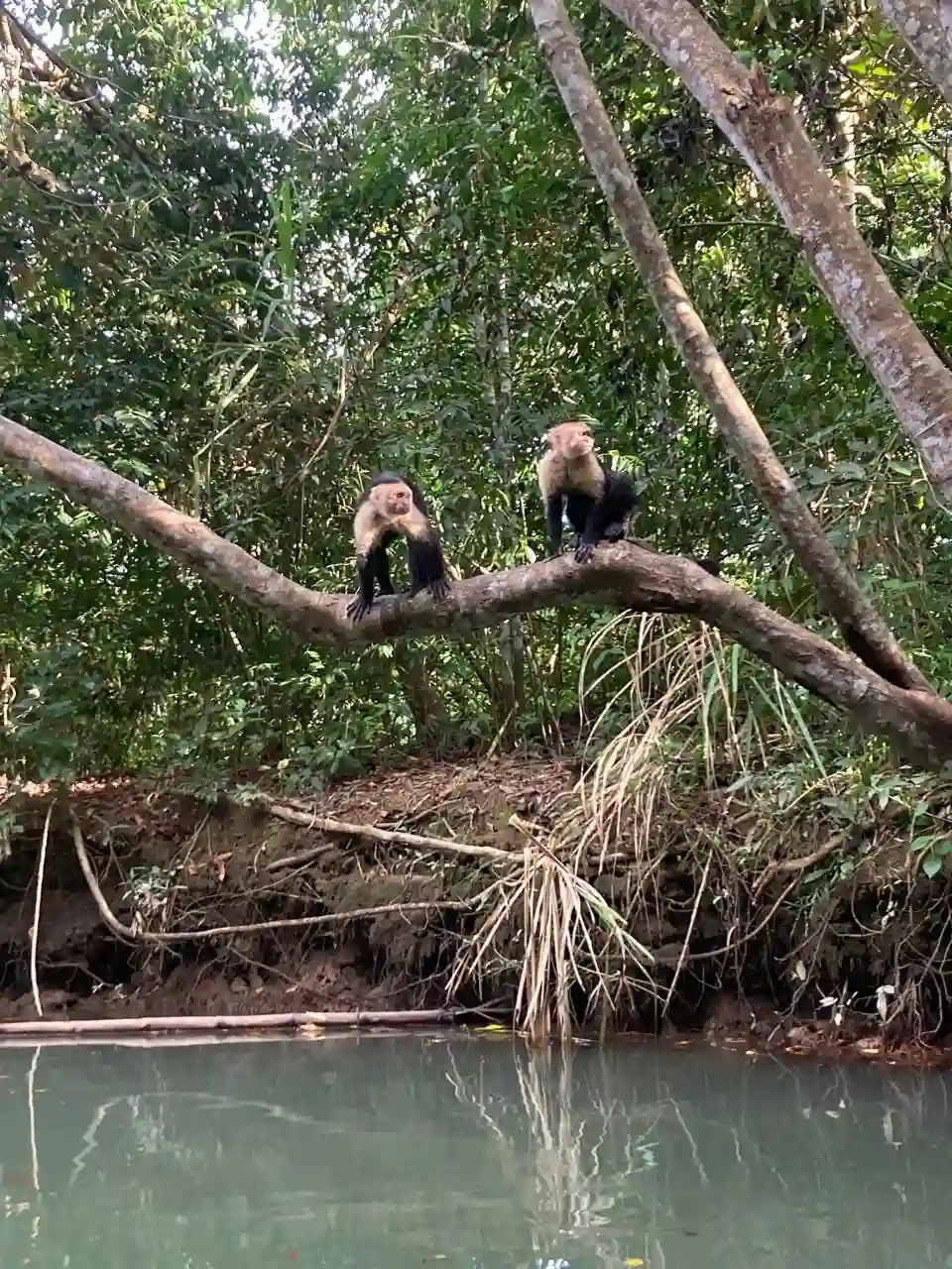 Monkey Encounter