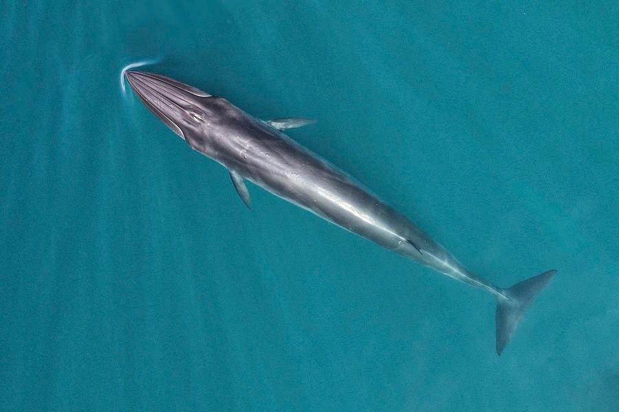 Auckland Whale Watching in Hauraki Gulf