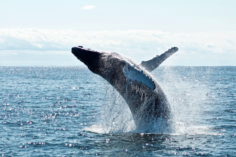 Auckland Whale Watching