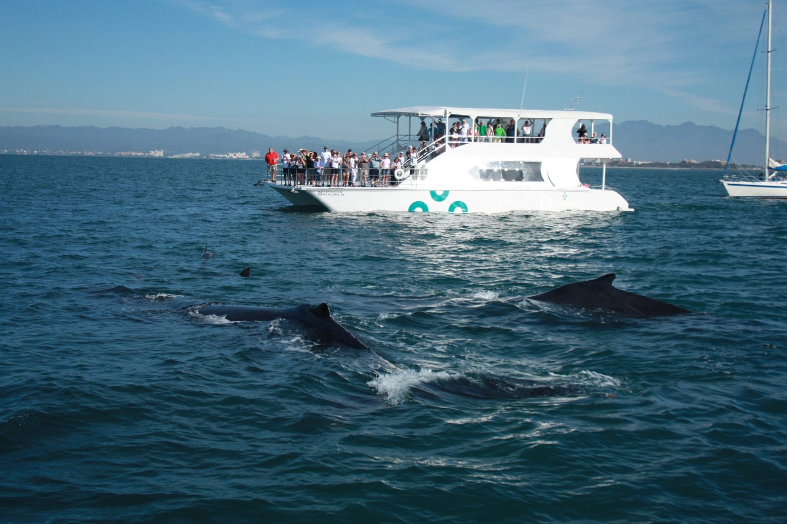 Your experience at Auckland Whale Watching