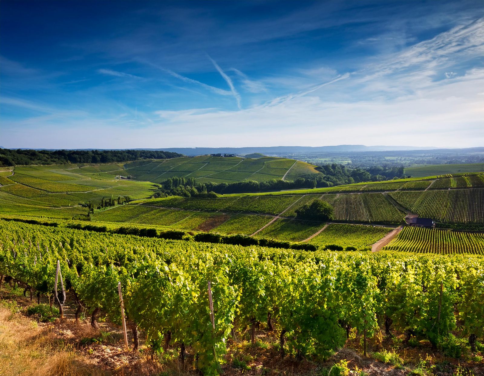 Côte de Beaune