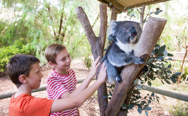 Cleland Wildlife Park