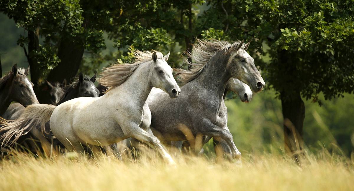 Lipica Stud Farm