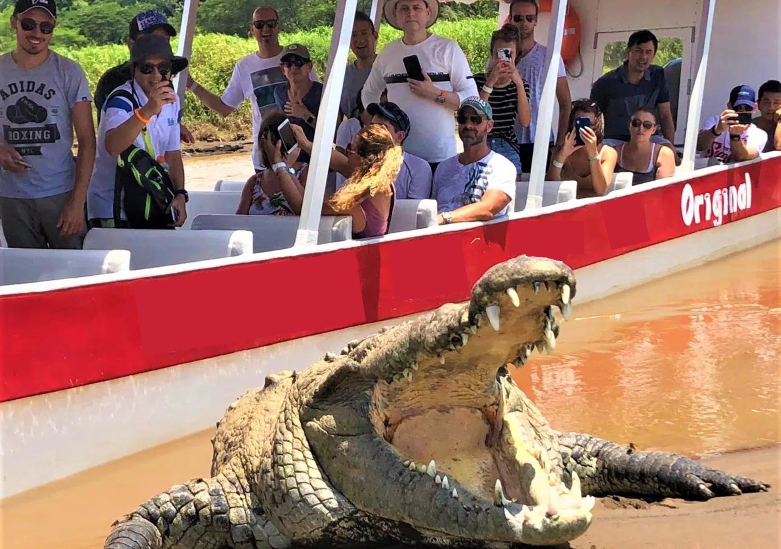 Best Crocodile Tour Tarcoles
