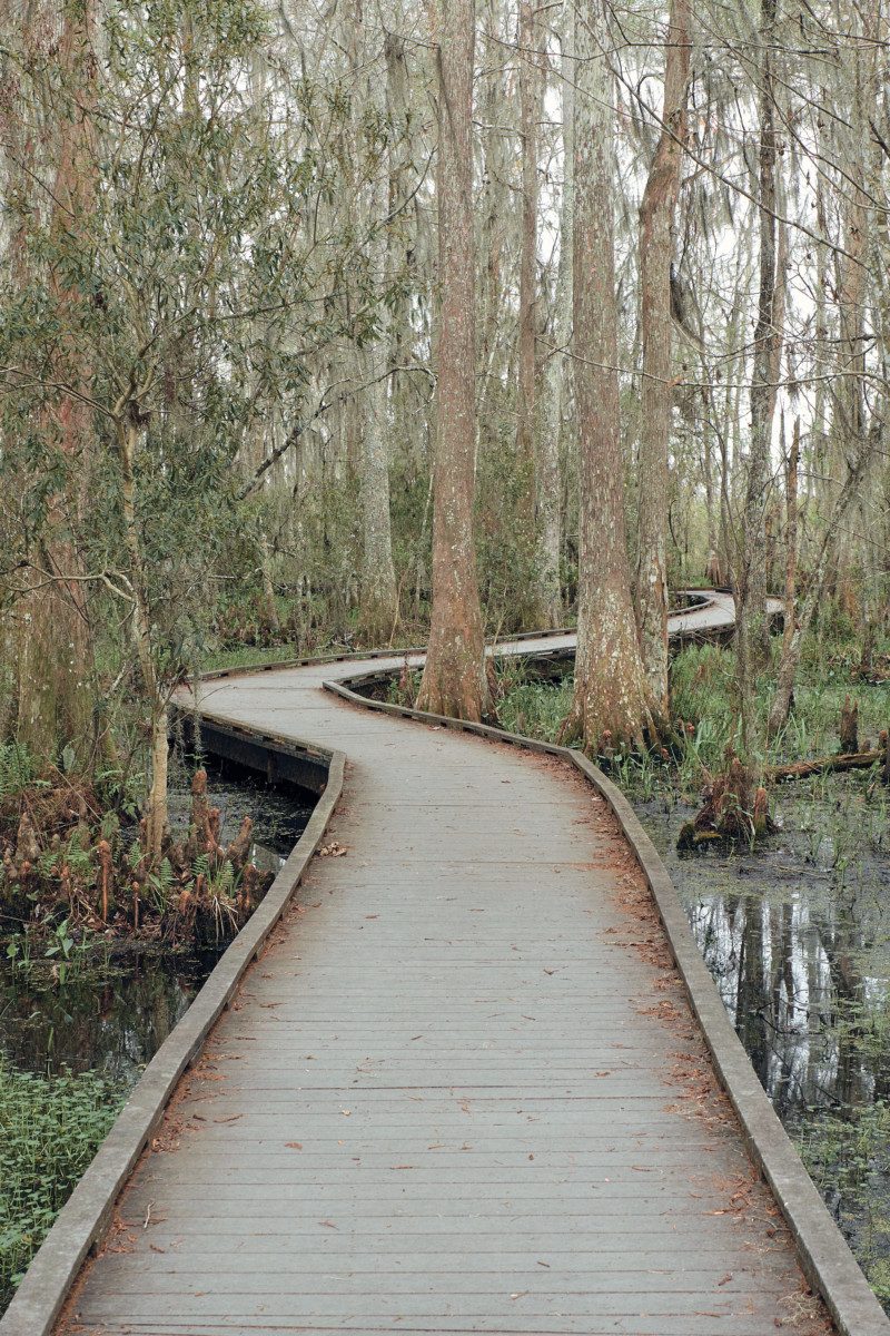 Jean Lafitte Swamp Tour Transportation