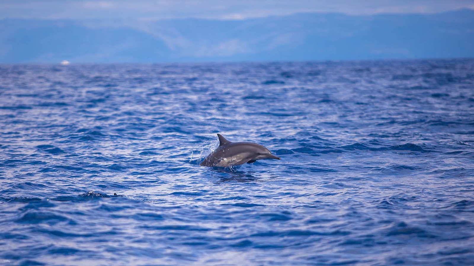 Bohol Dolphin Watching Time
