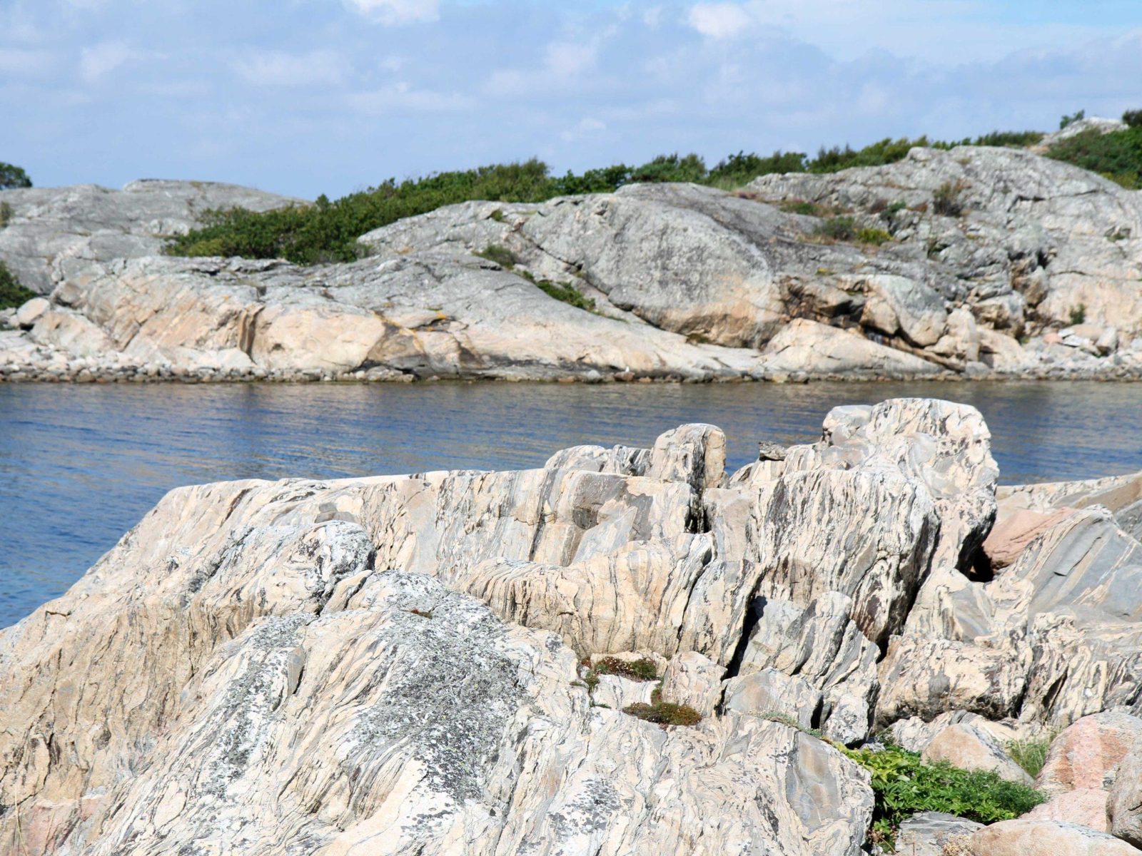 Vargö