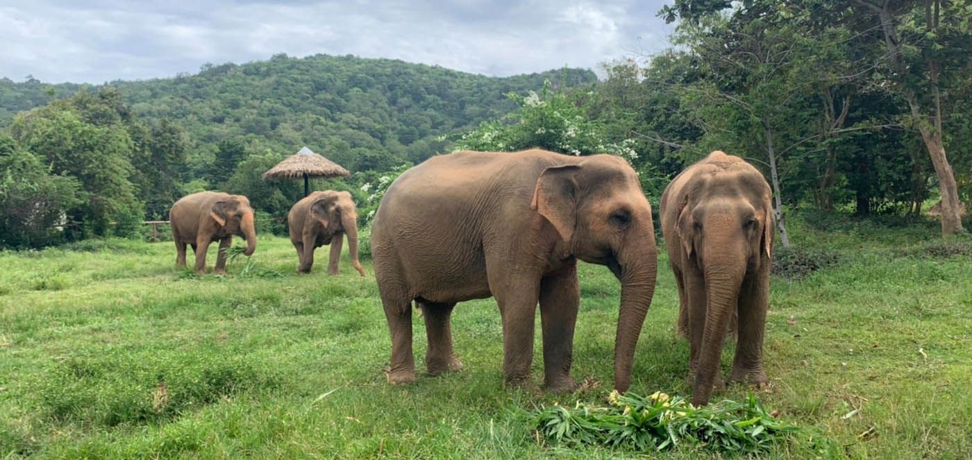 Koh Samui Elephant Sanctuary Tickets & Tours