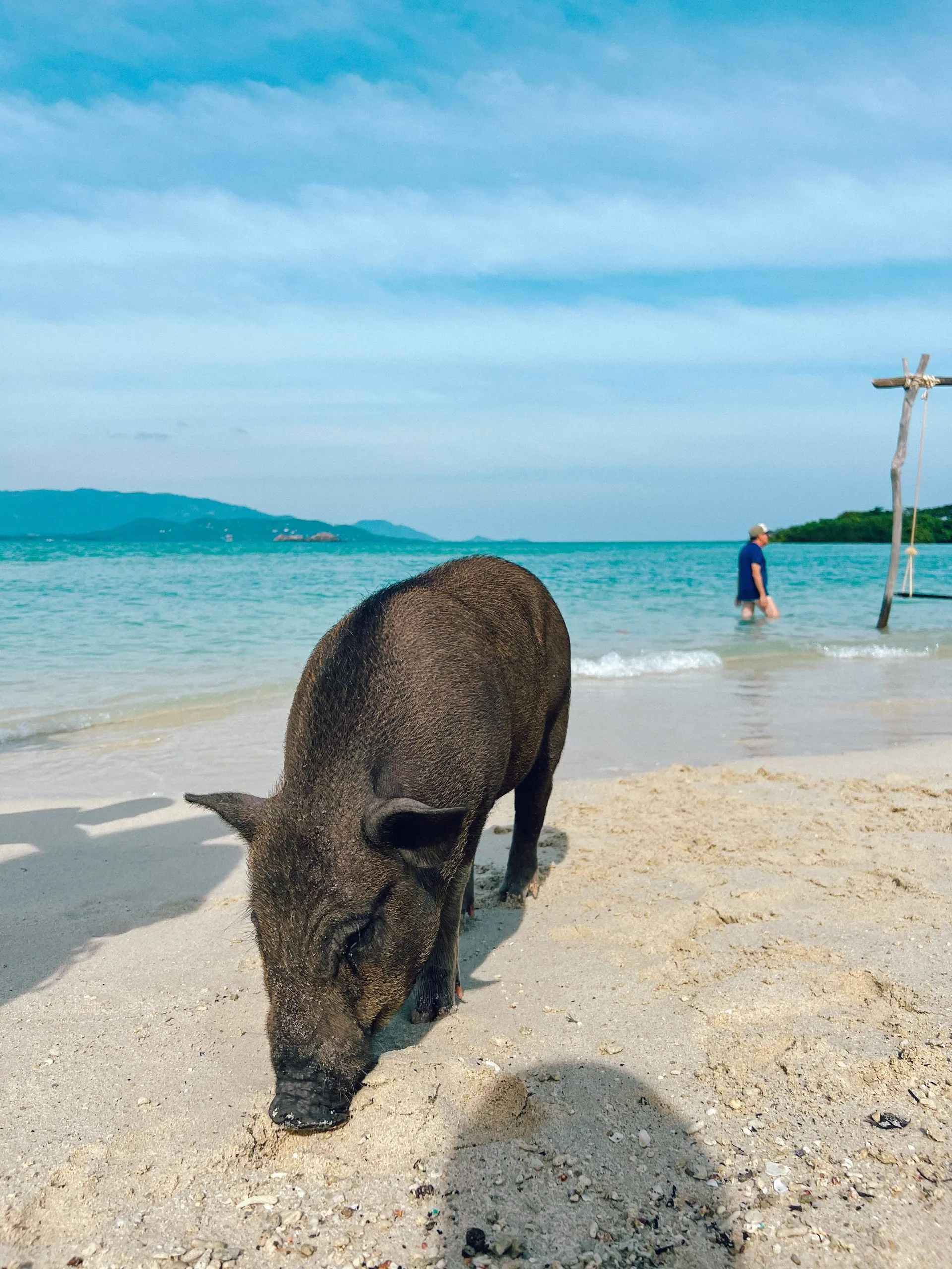 Pig Island (Koh Madsum) Tours