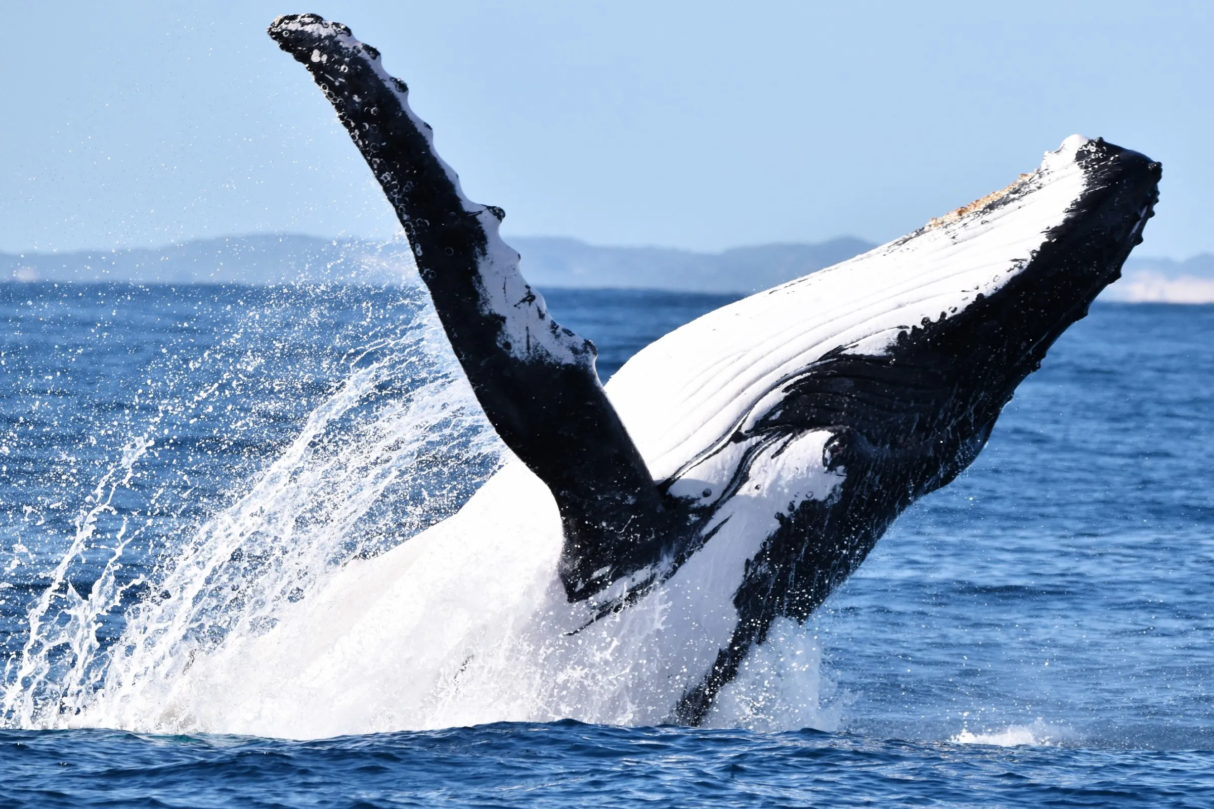 Where to See Whales in Albany