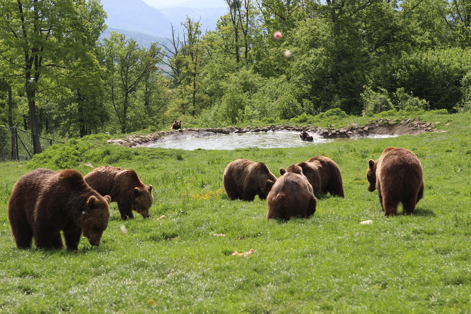 Libearty Bear Sanctuary