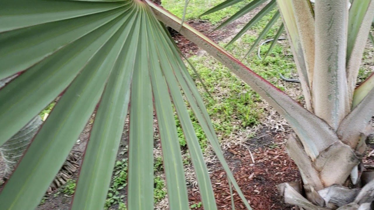 Indigenous Flora
