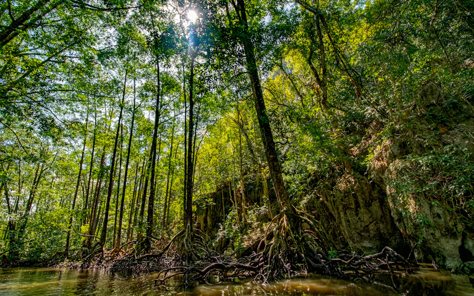 Mangrove Forests