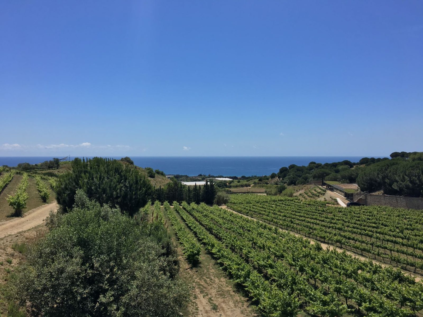Vineyards in Spain Near Barcelona