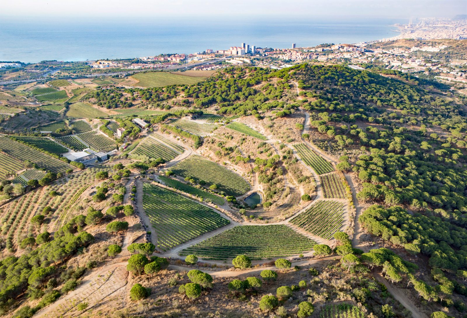 Vineyard Terraces